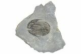 Isoteloides Flexus Trilobite - Fillmore Formation, Utah #254748-1